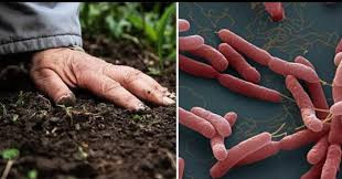 Để phòng bệnh Whitmore, cần hạn chế tiếp xúc với đất hoặc nước bùn, đặc biệt là những nơi bị ô nhiễm nặng...