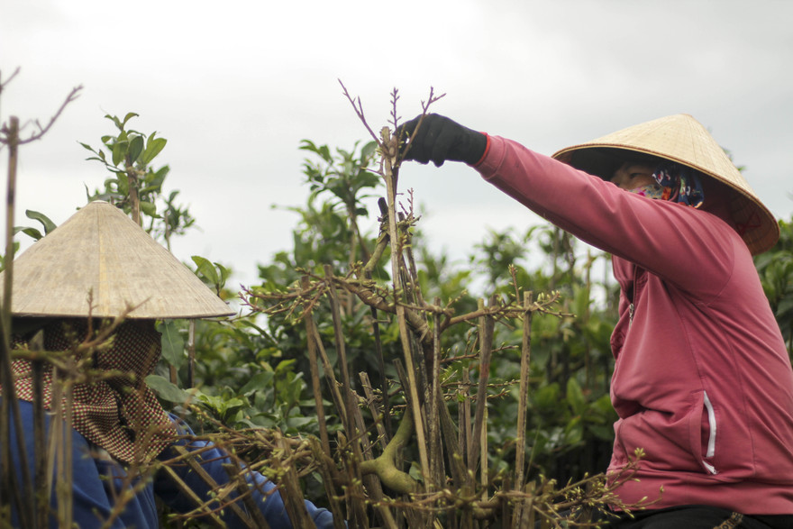 Thủ phủ mai vàng miền Trung hối hả vụ Tết. Ảnh: Trương Định