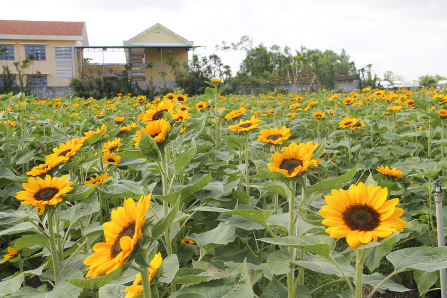 "Cánh đồng hoa hướng dương" khoe sắc ngày xuân.