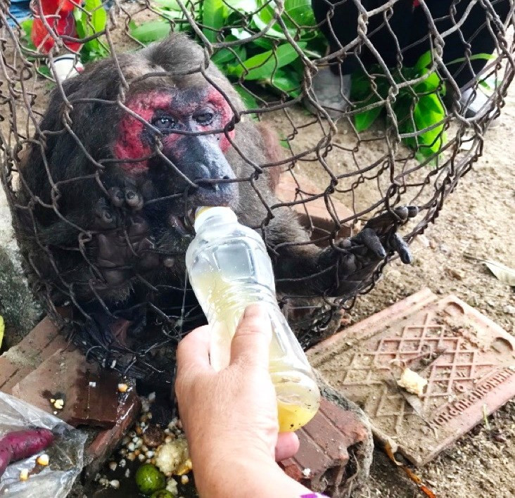 Khỉ mặt đỏ bị thương đi lạc vào vườn tìm thức ăn được người dân bắt được. Ảnh: X.T