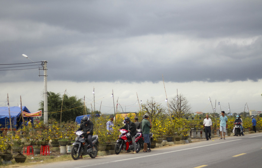 Thủ phủ mai vàng miền Trung đạt doanh thu gần 80 tỷ đồng trong vụ Tết. Ảnh: Trương Định