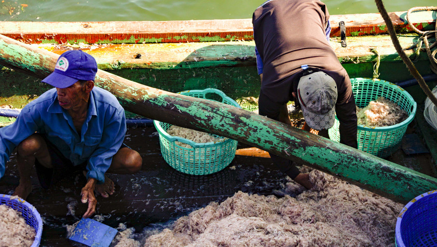 Kiếm tiền triệu chỉ sau vài giờ ra khơi.