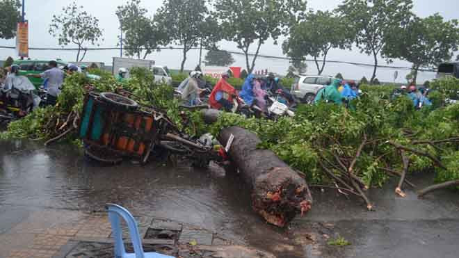 Cây cổ thụ trên đường Trường Chinh ngã đè bị thương người chạy xe ba gác.