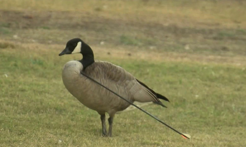 Ngỗng Canada bị mũi tên đâm vào phần giữa cổ và ngực. Ảnh: KTLA.