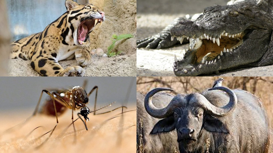 1001 thắc mắc: Loài vật nhỏ bé nào sát hại nhiều người nhất?