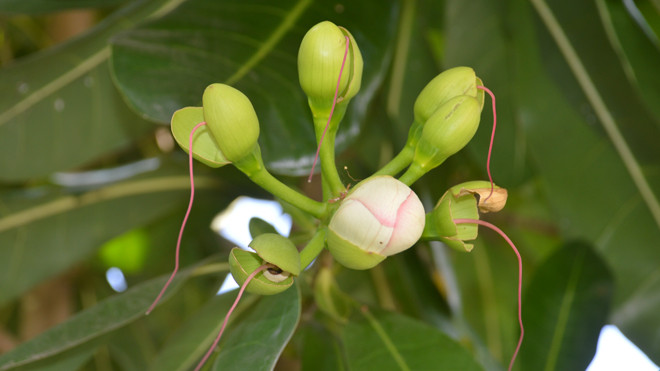 Bàng vuông Trường Sa nở hoa trên đất Tây Đô