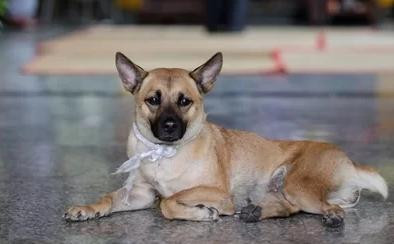 Chú chó túc trực bên linh cữu nghệ sĩ Xuân Hiếu gây xúc động