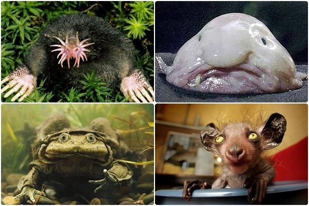 1001 thắc mắc: Những loài động nào vật đoạt ngôi xấu xí nhất thế giới?