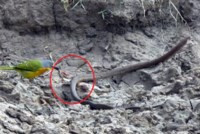 'Hãi hùng' với cảnh chú chim 'moi ruột' con rắn vẫn đang sống