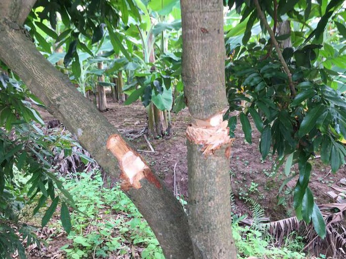 Những cây nhãn 5 năm tuổi đang ra hoa bị chặt phá.