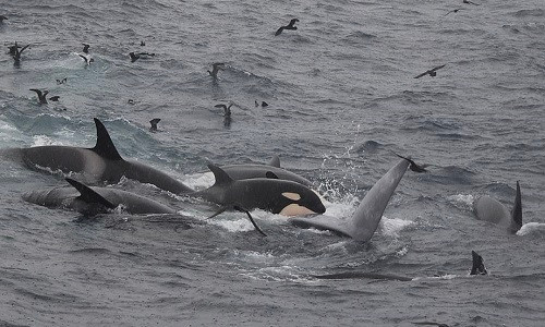 Cá kình tấn công tập thể và giết chết cá voi xanh. Ảnh: Sun.