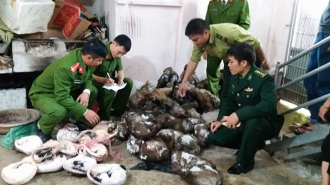  Cơ quan chức năng phát hiện số lượng lớn động vật hoang dã.