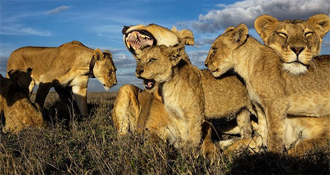 Ngoài việc giúp tránh những kẻ săn mồi, khả năng "đếm số" này còn là công cụ giúp các loài động vật đối phó với một loạt vấn đề nan giải khác