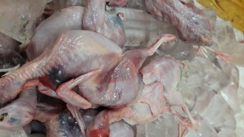 Số chim cút đã bốc mùi đang trên đường đi tiêu thụ.