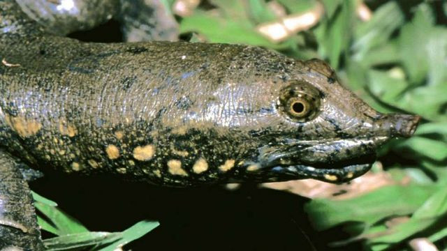 Loài rùa mai mềm mới được xác định với cái mũi khá đặc biệt.