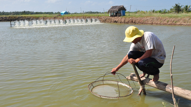 Nông dân kiểm tra tôm nuôi. Ảnh: Hòa Hội
