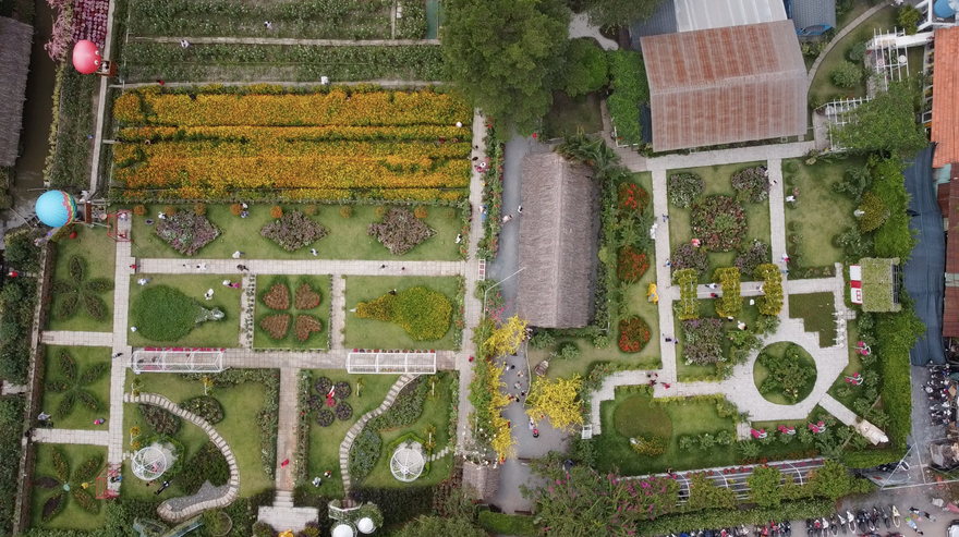 Cánh đồng hoa như Đà Lạt níu chân du khách đến Sài Gòn