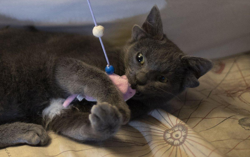 Chú mèo 4 tai siêu hiếm sở hữu tới 73.000 lượt theo dõi trên Instagram