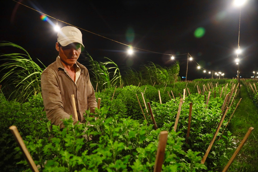 Chong đèn, đánh lừa ‘không cho hoa ngủ’ ở thủ phủ hoa cúc trước Tết