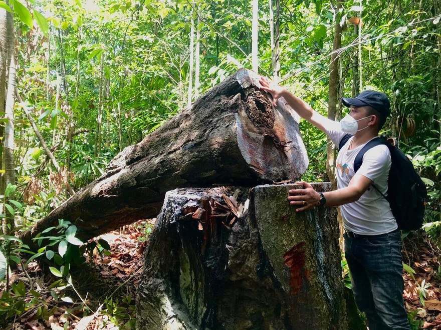 Nhiều gốc cây có đường kính lên đến cả 1 mét vẫn bị đốn hạ không thương tiếc. Ảnh: Nguyễn Ngọc