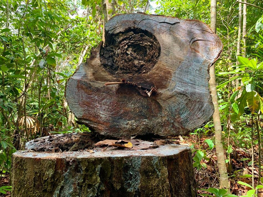 Nhiều gốc cây có đường kính lên đến cả 1 mét, dài hơn 10 mét vẫn bị đốn hạ không thương tiếc. 