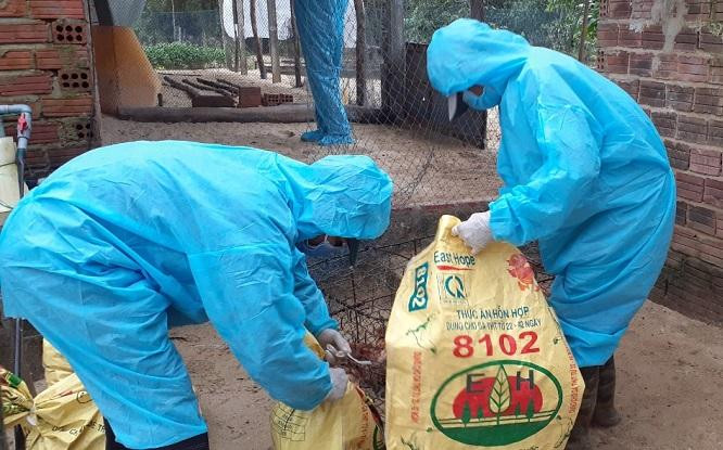 Ngành chức năng Quảng Ngãi tiến hành tiêu hủy đàn gia cầm bị bệnh.