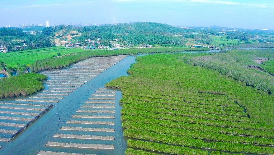 Một góc rừng phòng hộ Bàu Cá Cái nhìn từ trên cao. Ảnh: Nguyễn Ngọc