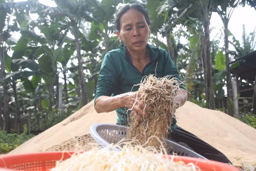 Những người cuối cùng làm giá đỗ thủ công bằng cát sông Trà Khúc