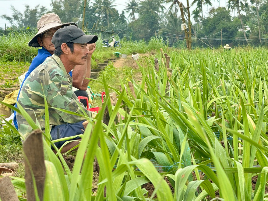 Giáp Tết, hoa chết hàng loạt, nông dân Quảng Ngãi nguy cơ trắng tay