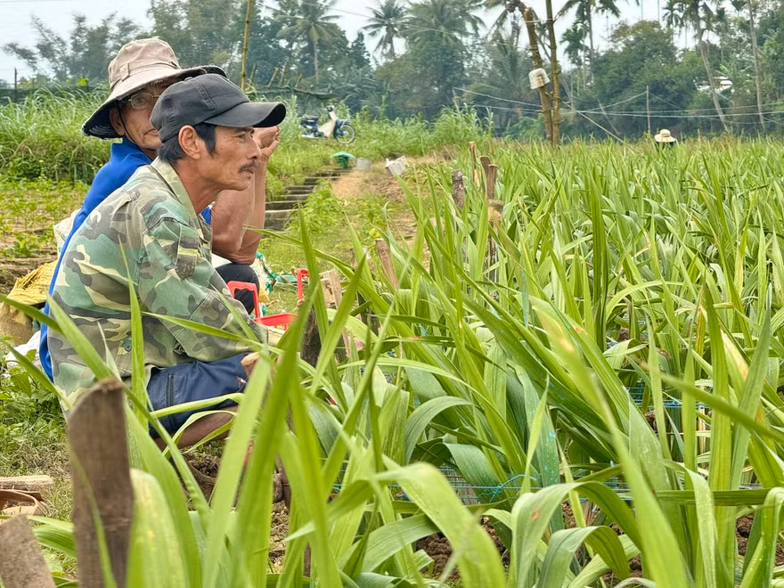 Giáp Tết, hoa chết hàng loạt, nông dân Quảng Ngãi nguy cơ trắng tay