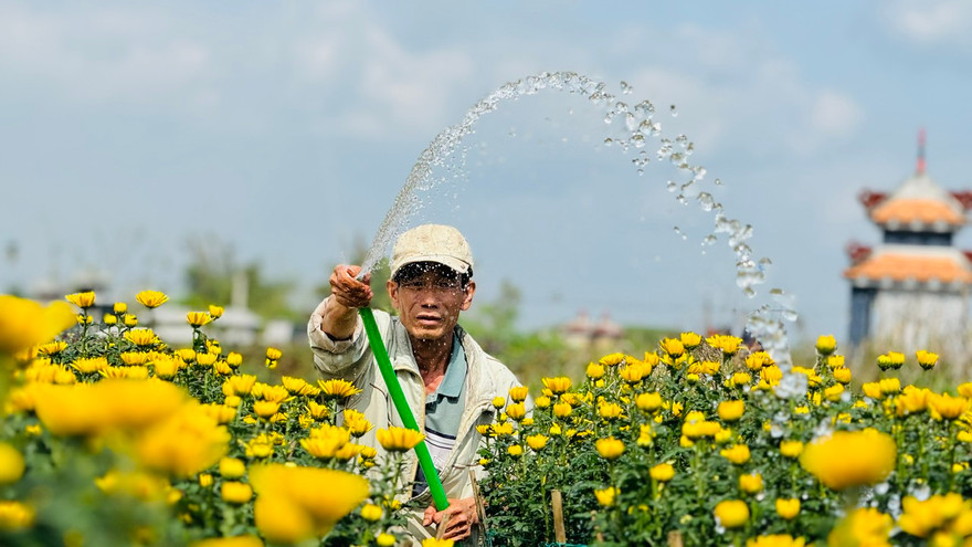 Hoa cúc 'nhuộm vàng' làng quê những ngày giáp Tết