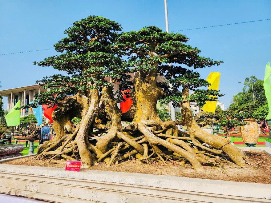 Choáng ngợp hơn 1.000 'siêu cây', bonsai hội tụ về Quảng Ngãi