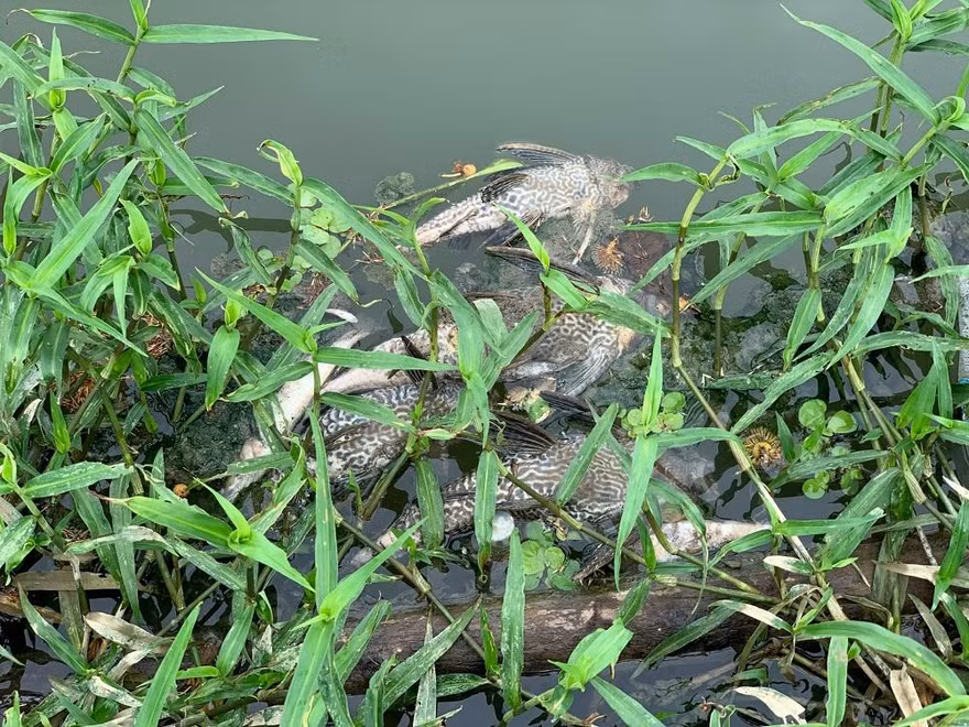 Cá chết hàng loạt trên sông Bàu Giang đoạn qua xã Nghĩa Trung và thị trấn La Hà, huyện Tư Nghĩa (Quảng Ngãi).