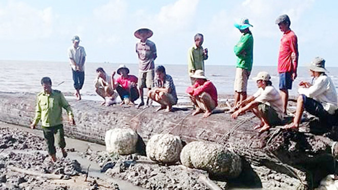 Bị chôn vùi hàng chục năm ở cửa biển nhưng gỗ cây còn nguyên vẹn. Ảnh: C.M.