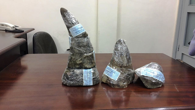 Số sừng tê giác bị phát hiện.