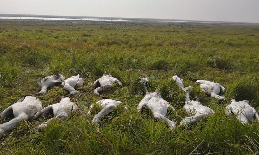 Rợn người diệc trắng, cò quý hiếm bị đầu độc hàng loạt