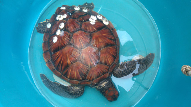 Con đồi mồi nặng 5,5kg mắc lưới ngư dân. Ảnh: LÊ TRUNG