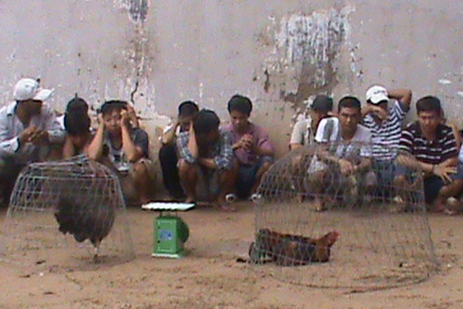 Một trường gà bị cảnh sát triệt phá. Ảnh minh họa