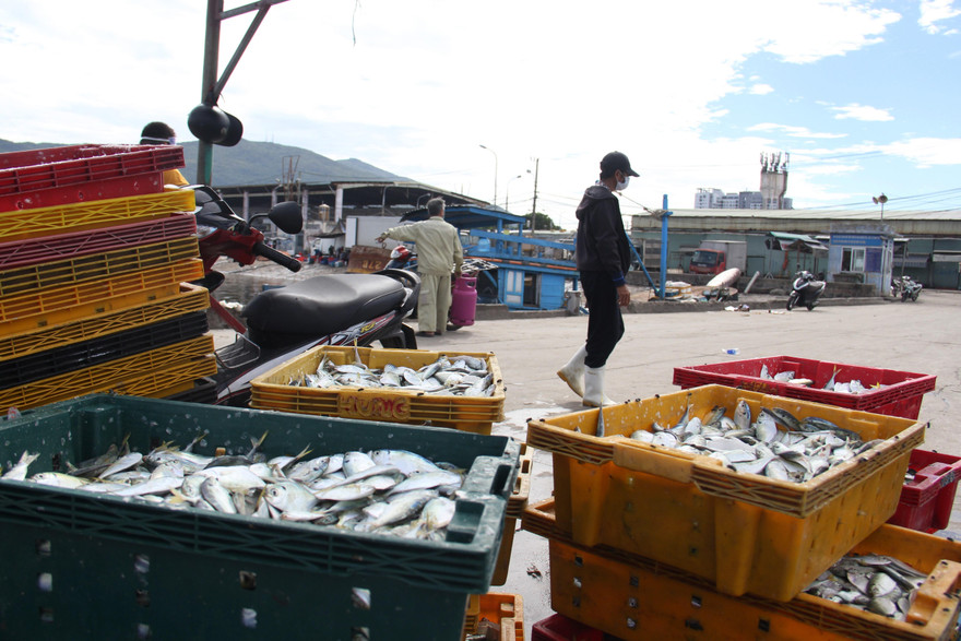 Cảng cá lớn nhất miền Trung ra sao trước giờ đóng cửa?