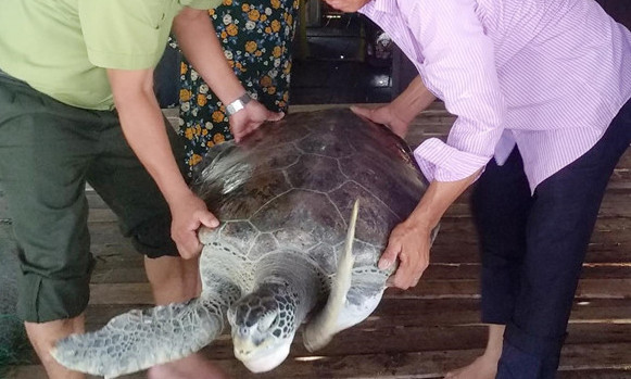 Anh Nghĩa bàn giao rùa biển cho cơ quan chức năng. Ảnh: Nhật Tân.