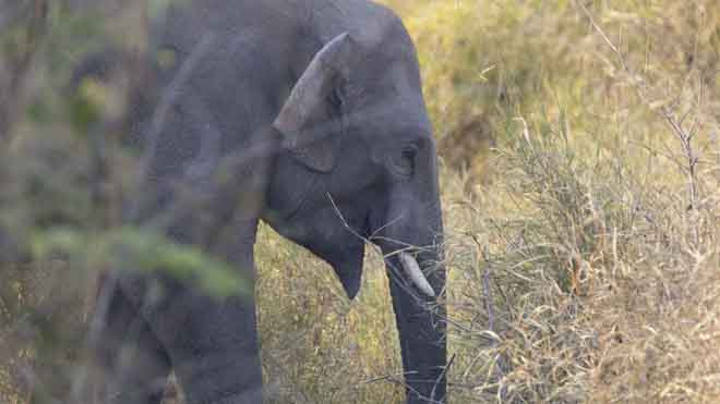 Voi rừng ở Tây Nguyên