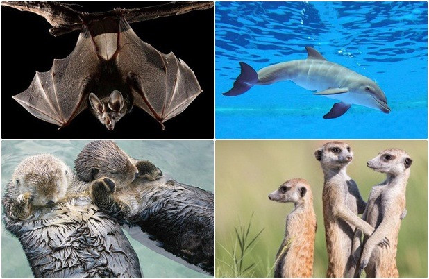 1001 thắc mắc: Loài nào vừa bay vừa ngủ?