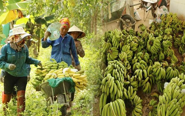 Lào Cai lên kế hoạch khẩn cấp để... cứu chuối