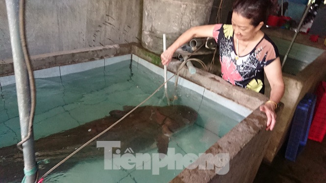 Con cá có trọng lượng khủng