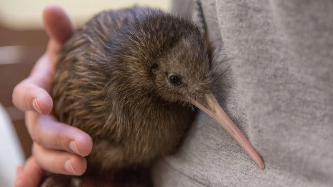 1001 thắc mắc: Loài chim nào đẻ trứng ‘khủng’ nhất so với cơ thể?