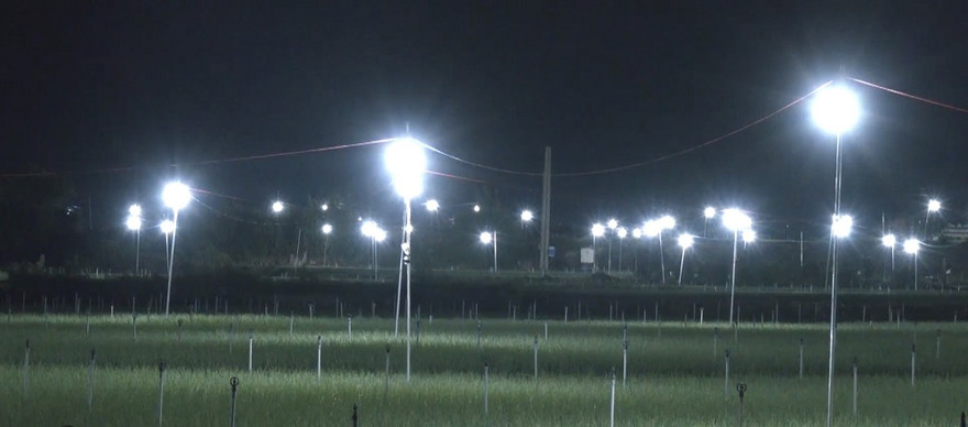 Đèn bẫy bướm trên 'thủ phủ' hành tím ở Lý Sơn sáng rực như sao trời về đêm