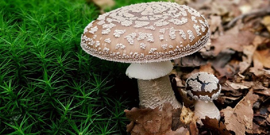 Ăn nấm lạ, gia đình 8 người ở Quảng Ngãi nhập viện vì ngộ độc