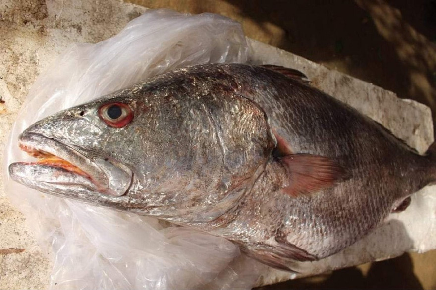 Ngư dân Quảng Ngãi bắt được cá lạ, nghi cá sủ vàng quý hiếm