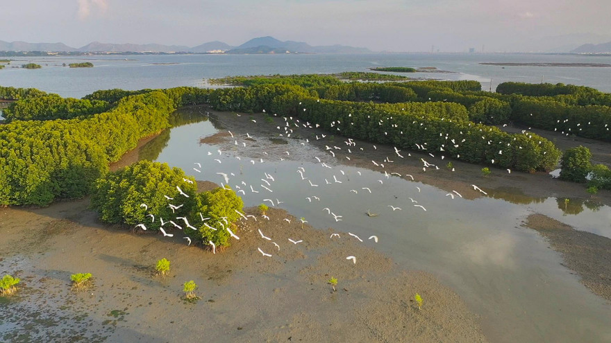 Đàn cò bay về trú ngụ trên những cánh rừng ngập mặn. Ảnh: Dũng Nhân