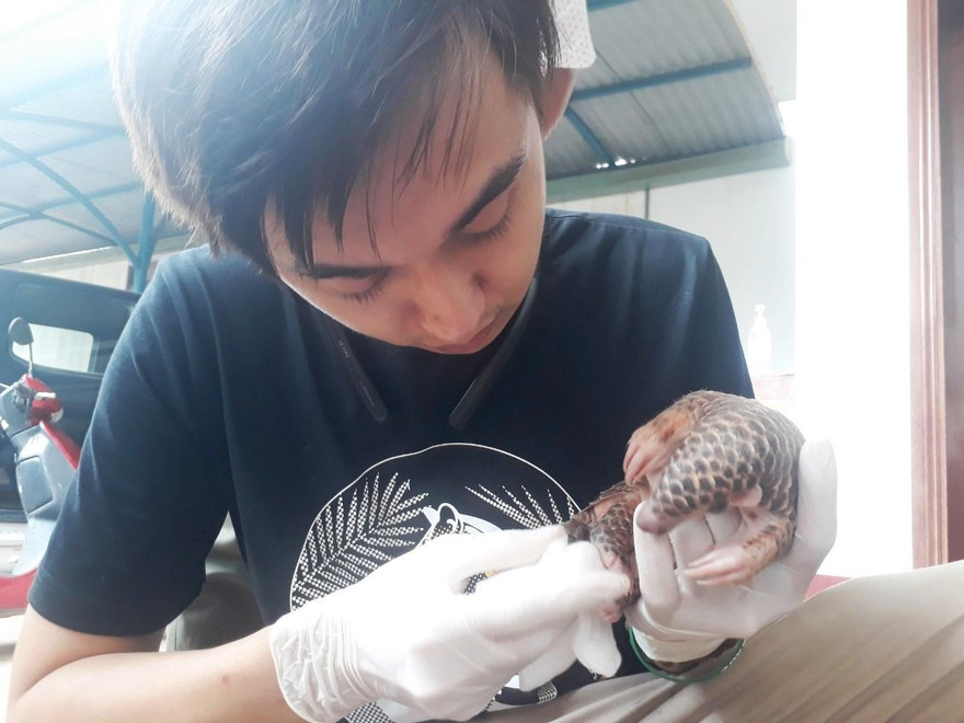 Cá thể tê tê vàng được tiếp nhận chăm sóc.